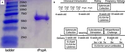 Maternal immunization with pneumococcal surface protein A provides the immune memories of offspring against pneumococcal infection
